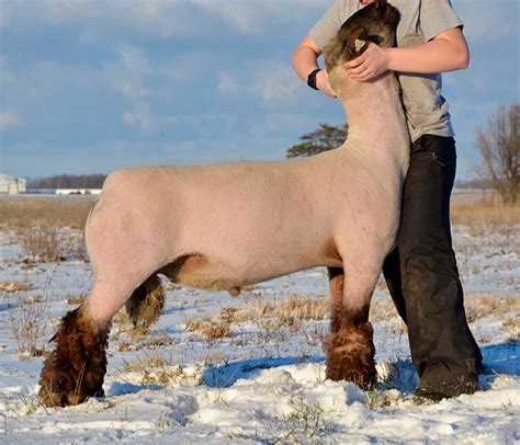 shroyer show stock|shroyer show reference sires.